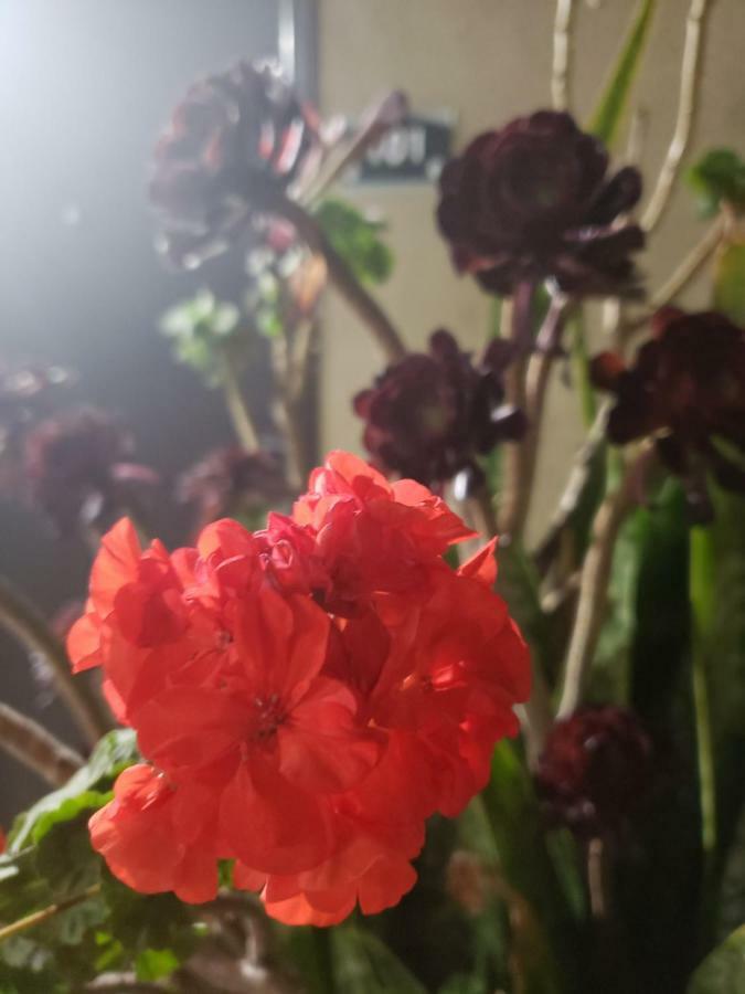 伯班克波托菲诺酒店 外观 照片